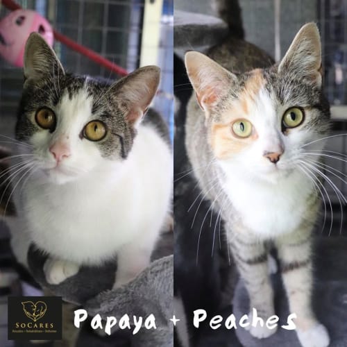Papaya & Peaches