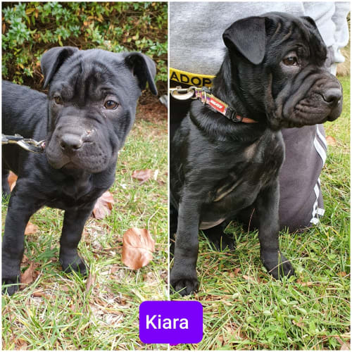 Kiara