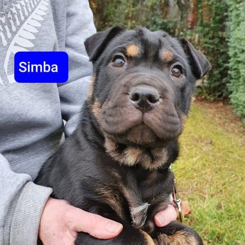 Simba