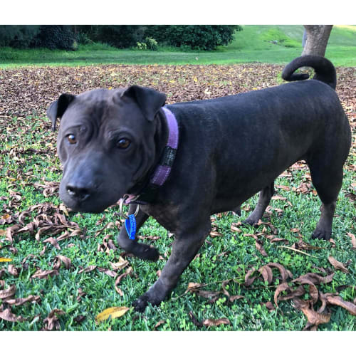 Jedda ~ 1yo Sharpei x Staffy (On trial 30/6/20)
