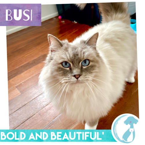 Busi 