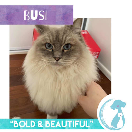 Busi
