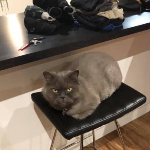 Bear Grey