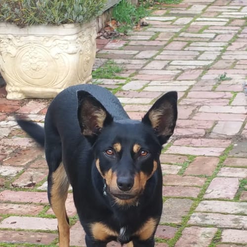 Roxi