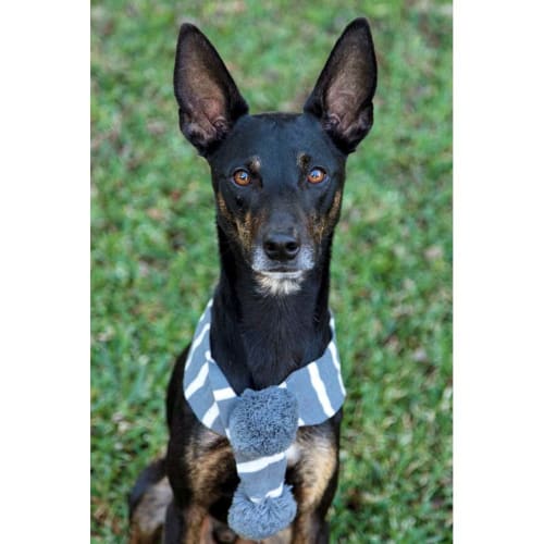 Zeus ~ 2yo Kelpie x Foxy (On Trial 28/06/20)