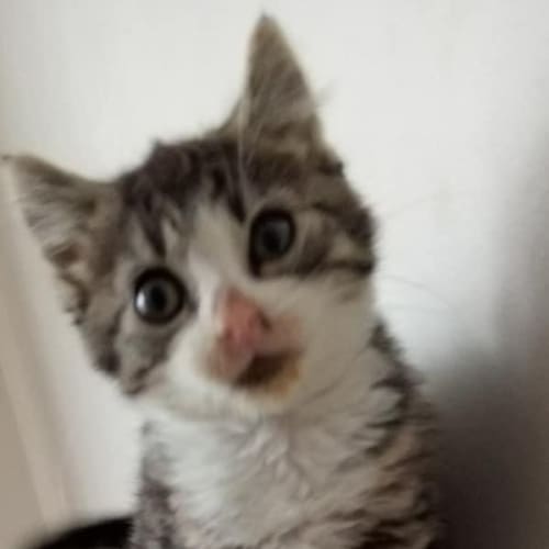 Piper