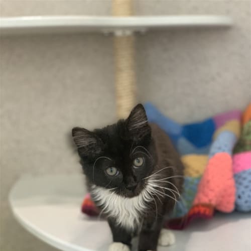 Peanut