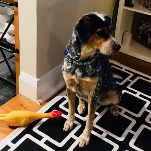 Piper ~ Beagle x Cattle Dog ~ On Trial 25/6/20