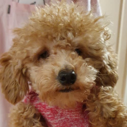Pippi
