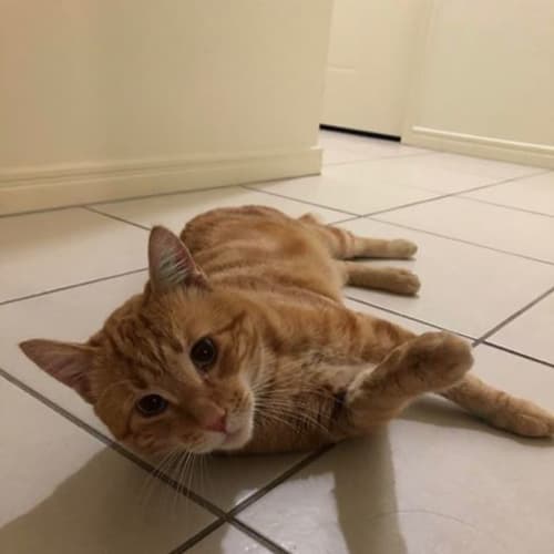 Tango