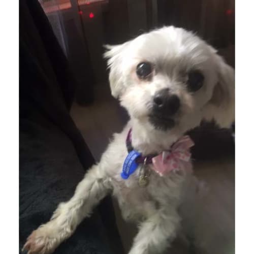 Bling ~ sweet 10yo Maltese (On Trial 4/7/20)