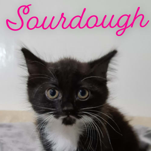 Sourdough