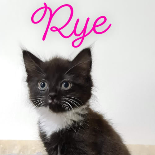 Rye