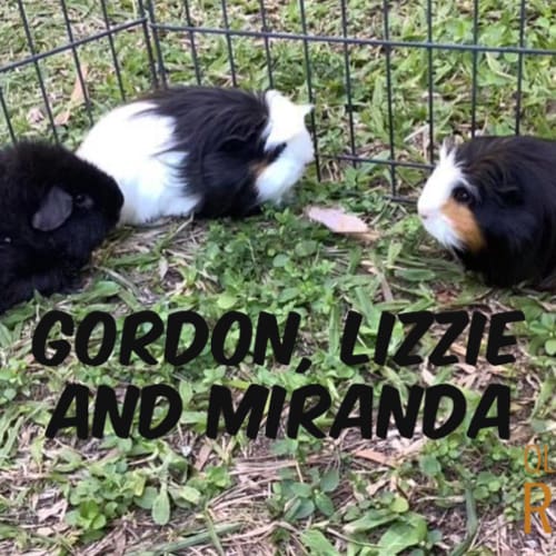 Gordon (desexed male), Lizzie and Miranda