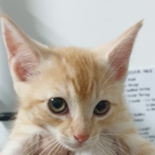 Fozzie, Gonzo, Gigglebiz and Higgledy