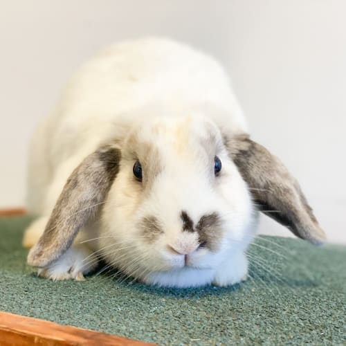 Lop