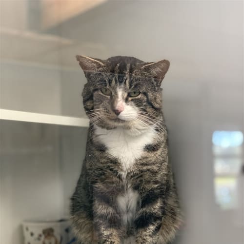 Tom