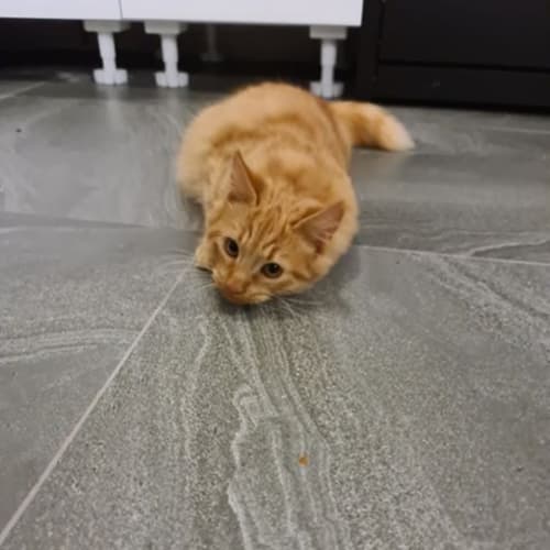 Ron