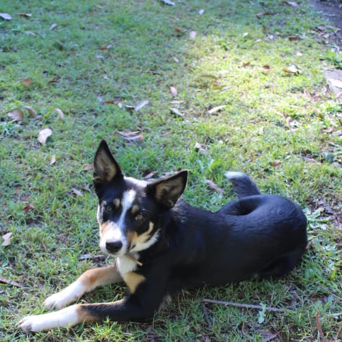 Sadie