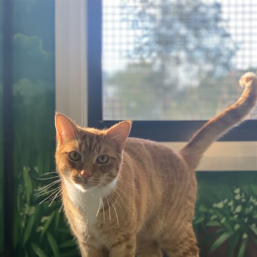 Tigger