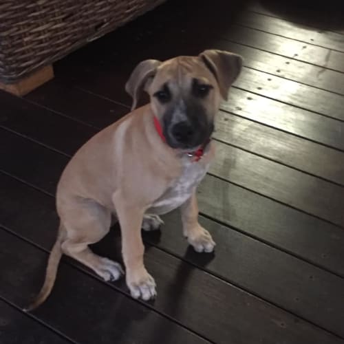 Darla