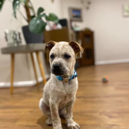 Puppy Moe DL2468