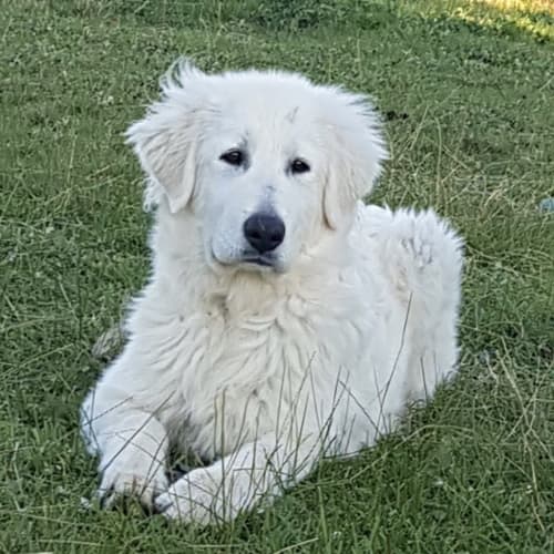 Arctic Polar Bear Raff 