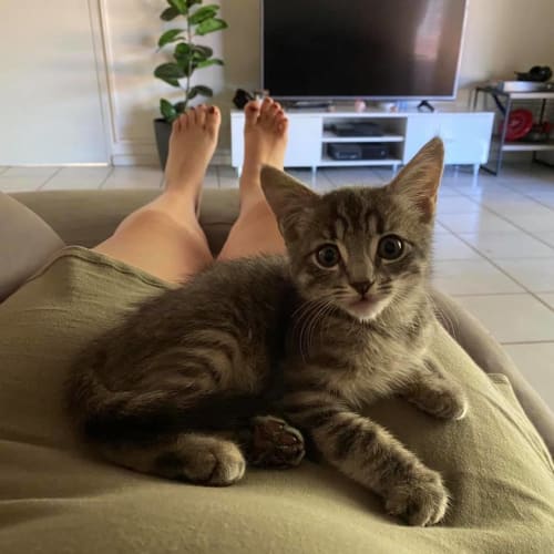 Loki