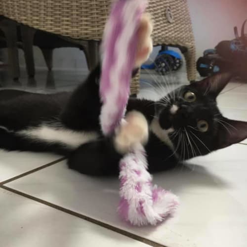 Tom