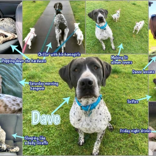 🐶🐾Dave🐾🐶