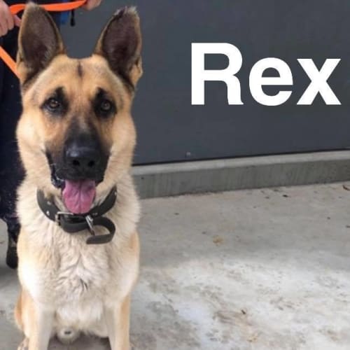 Rex