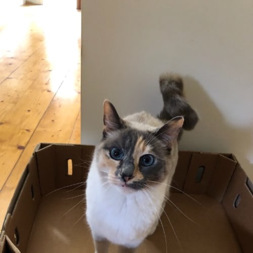 Bella