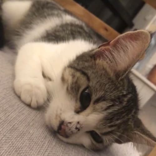 Lulu
