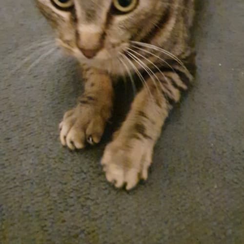 Mia