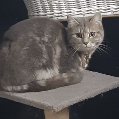 Nala 