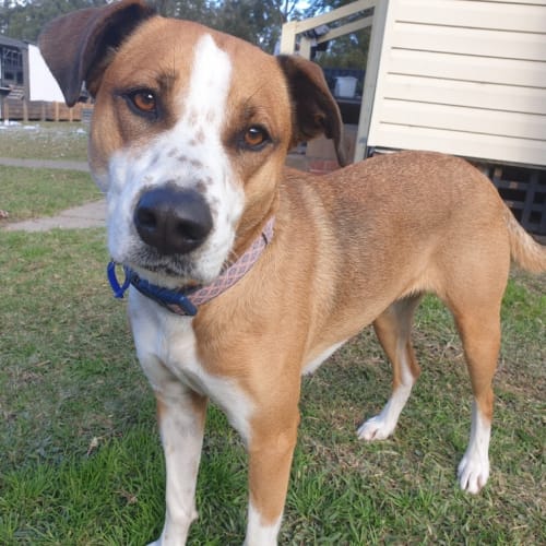 Brady ~ 2yr female Kelpie X(On Trial 21/07/20)