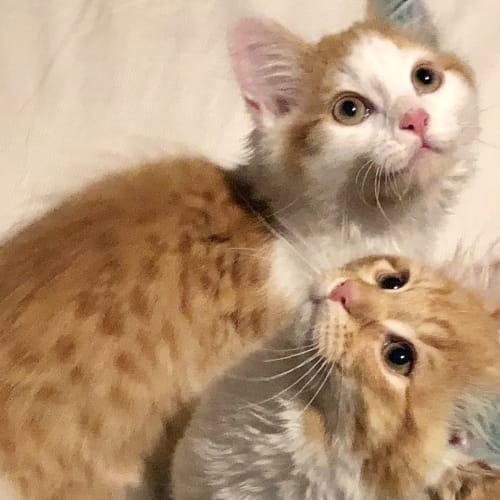Pharaoh and Harley