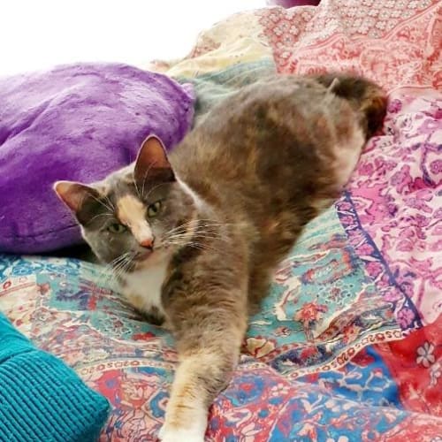 Shanti