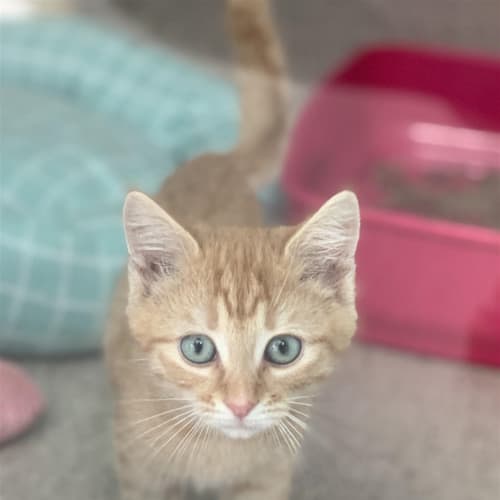 Caesar