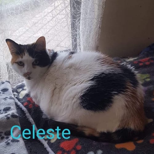Celeste
