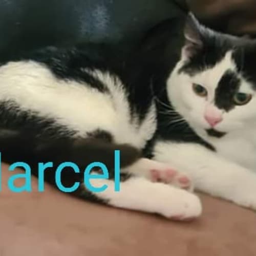 Marcel