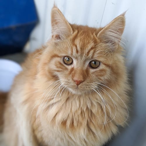 Crookshanks
