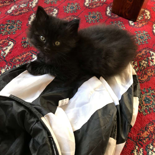 Flint & Jet ~ 7 week old kittens