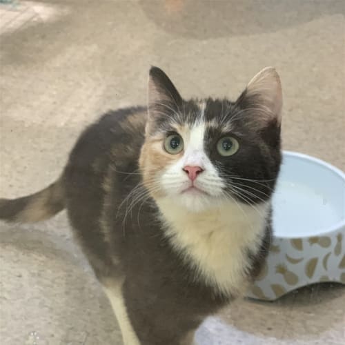 Linka 
