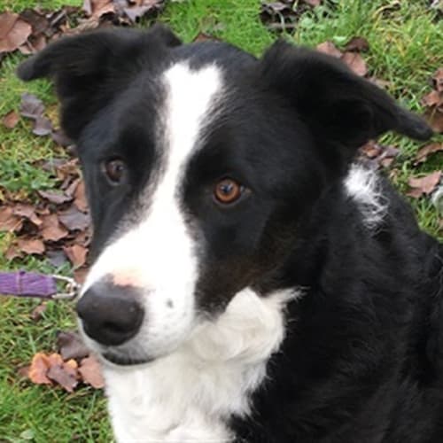 Max