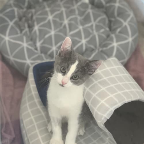 Obi