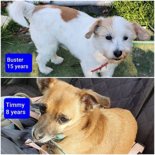 Buster Timmy