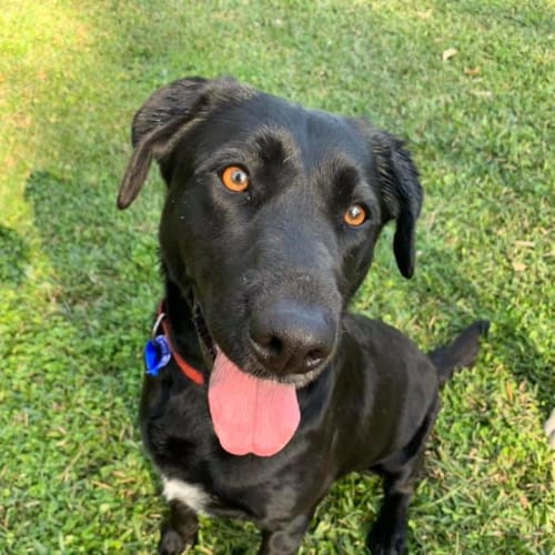 Luna ~ Lab X Border Collie (On Trial 14/07/20)