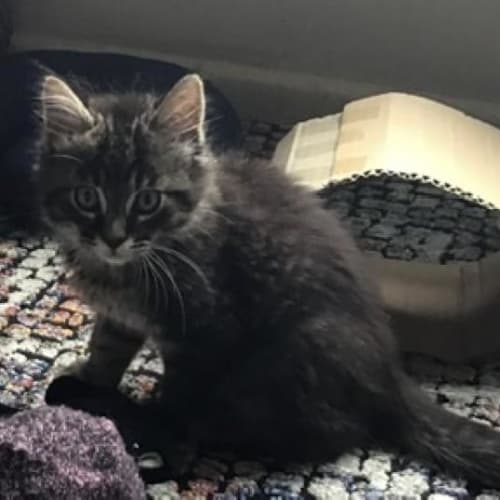 Wynston