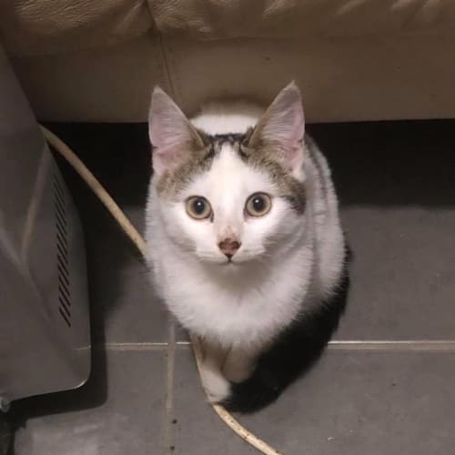 Dobby ** Adorable Kitten **